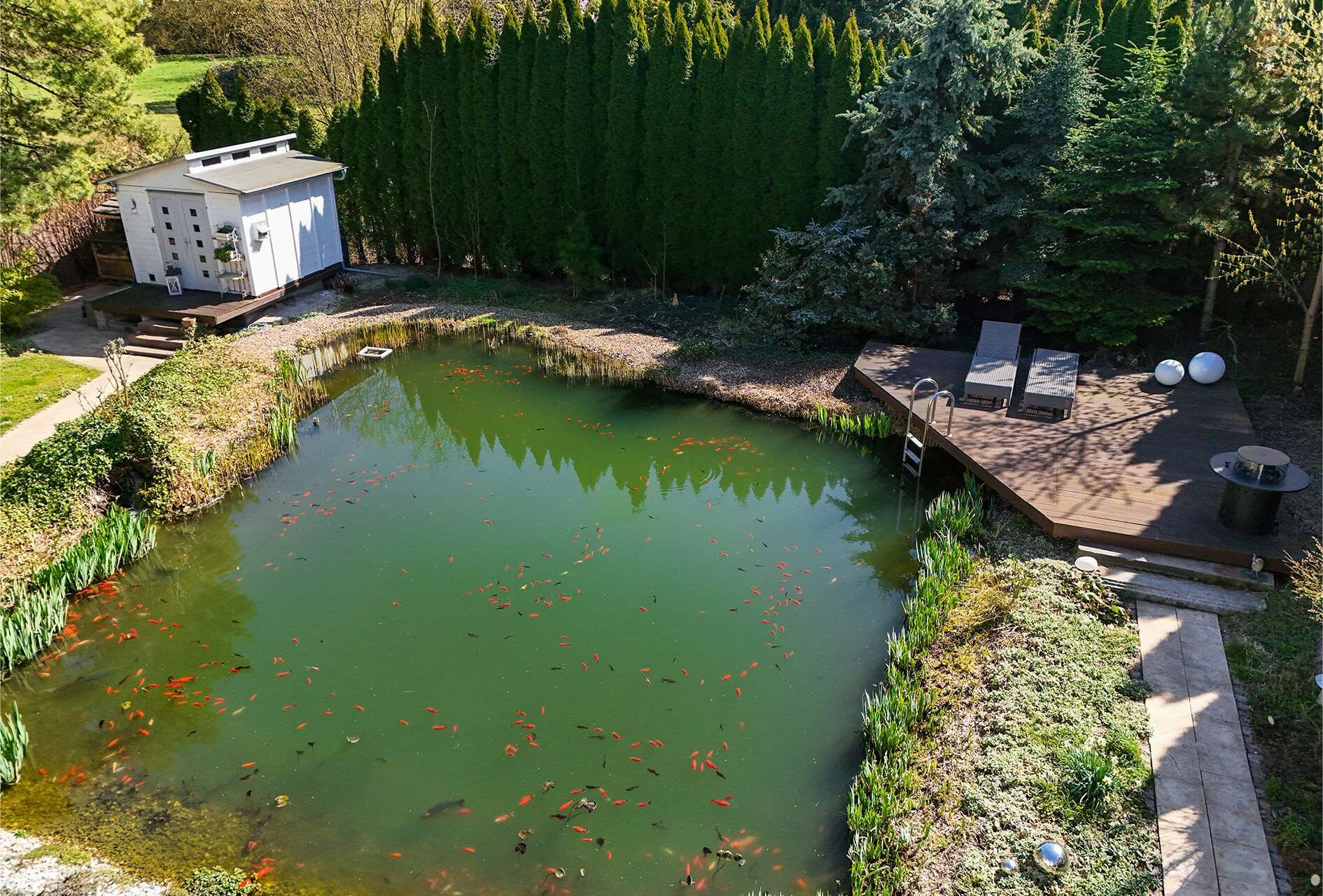 Ein Teich mit goldenen Fischen, umgeben von Grünpflanzen, mit einer Terrasse und einem kleinen Haus im Hintergrund.