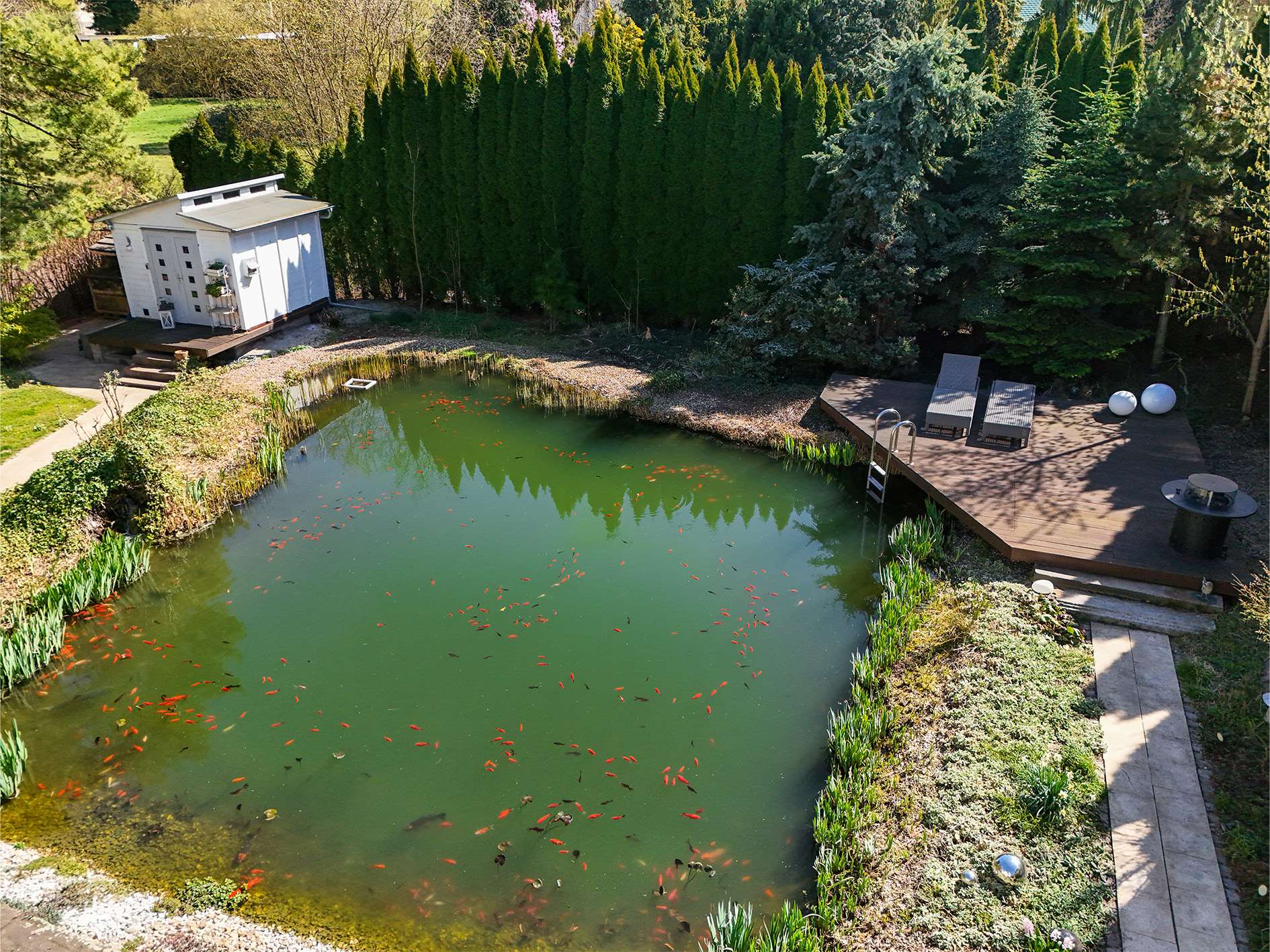 Ein Teich mit goldenen Fischen, umgeben von Grünpflanzen, mit einer Terrasse und einem kleinen Haus im Hintergrund.