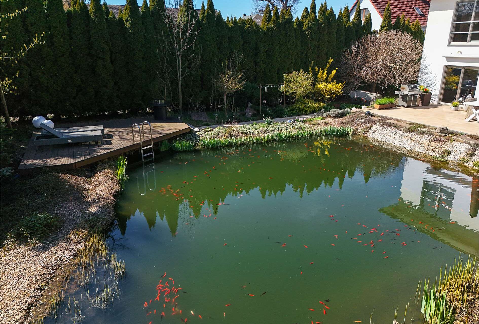 Ein Teich mit goldenen Fischen, umgeben von grünen Pflanzen und einer Holzplattform, unter blauem Himmel.