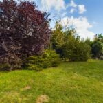 Grüner Garten mit verschiedenen Bäumen, darunter ein großer roter Ahorn und dichte Sträucher im Hintergrund.