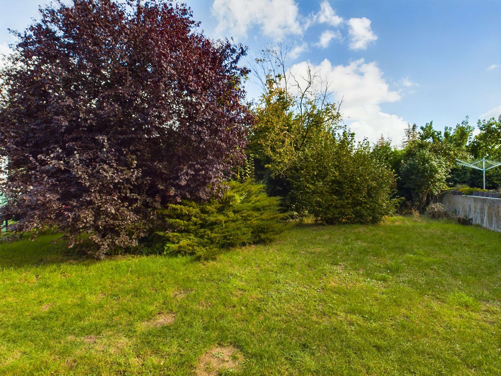 Grüner Garten mit verschiedenen Bäumen, darunter ein großer roter Ahorn und dichte Sträucher im Hintergrund.