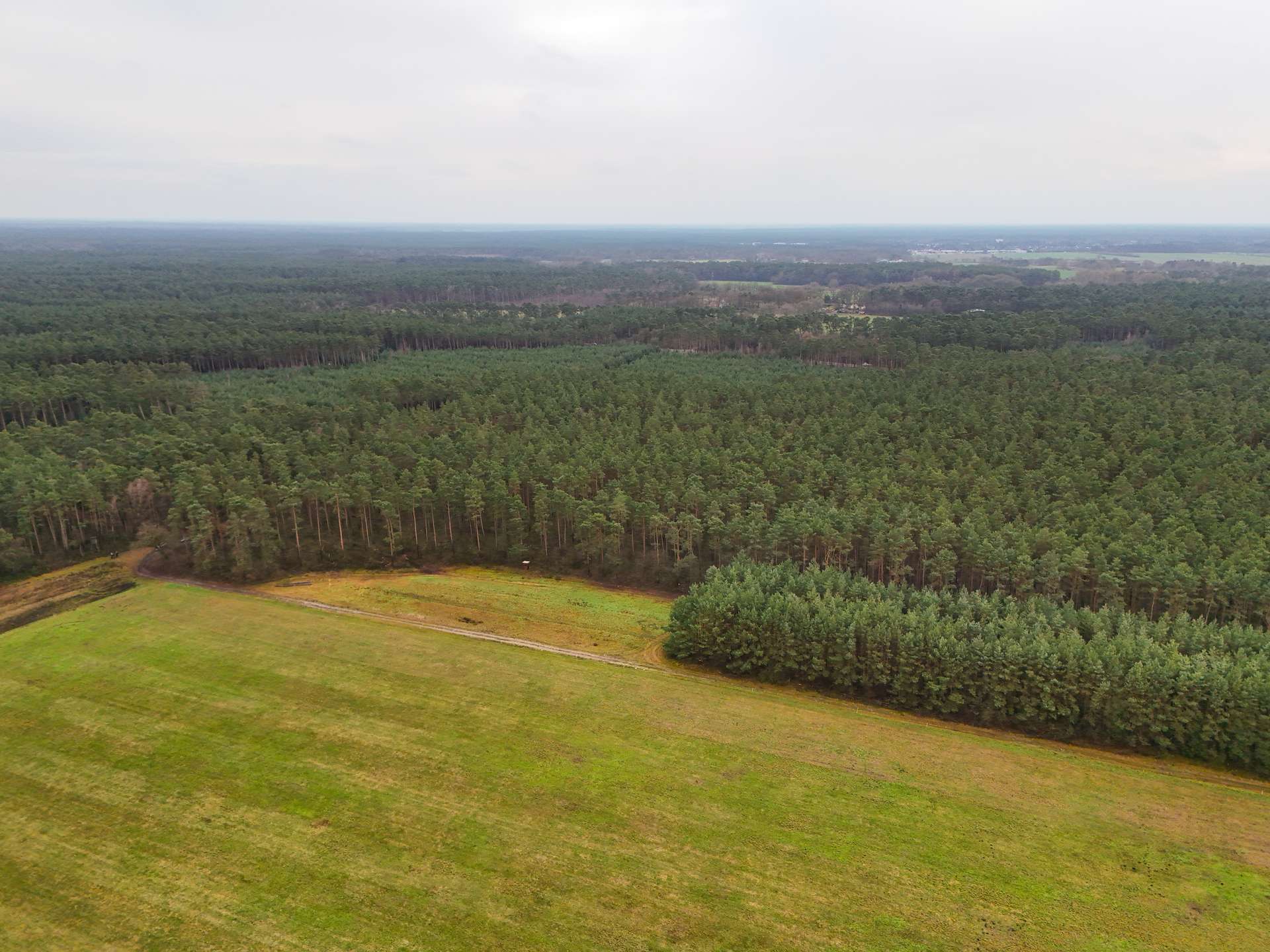 Luftaufnahme eines dichten, grünen Waldes mit einer offenen Wiesenfläche im Vordergrund und grauem Himmel.