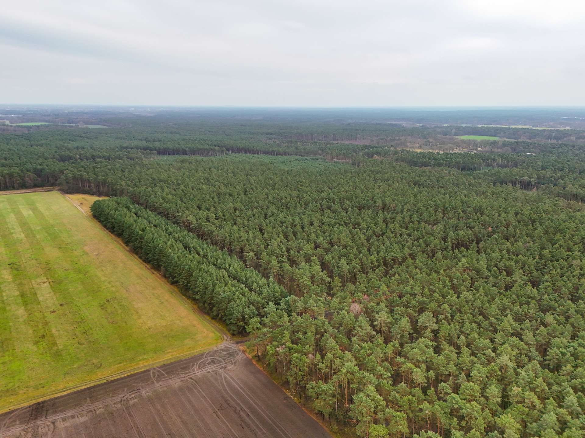 Luftaufnahme eines dichten Waldgebiets neben einem offenen, grünen Feld mit Ackerland im Vordergrund.