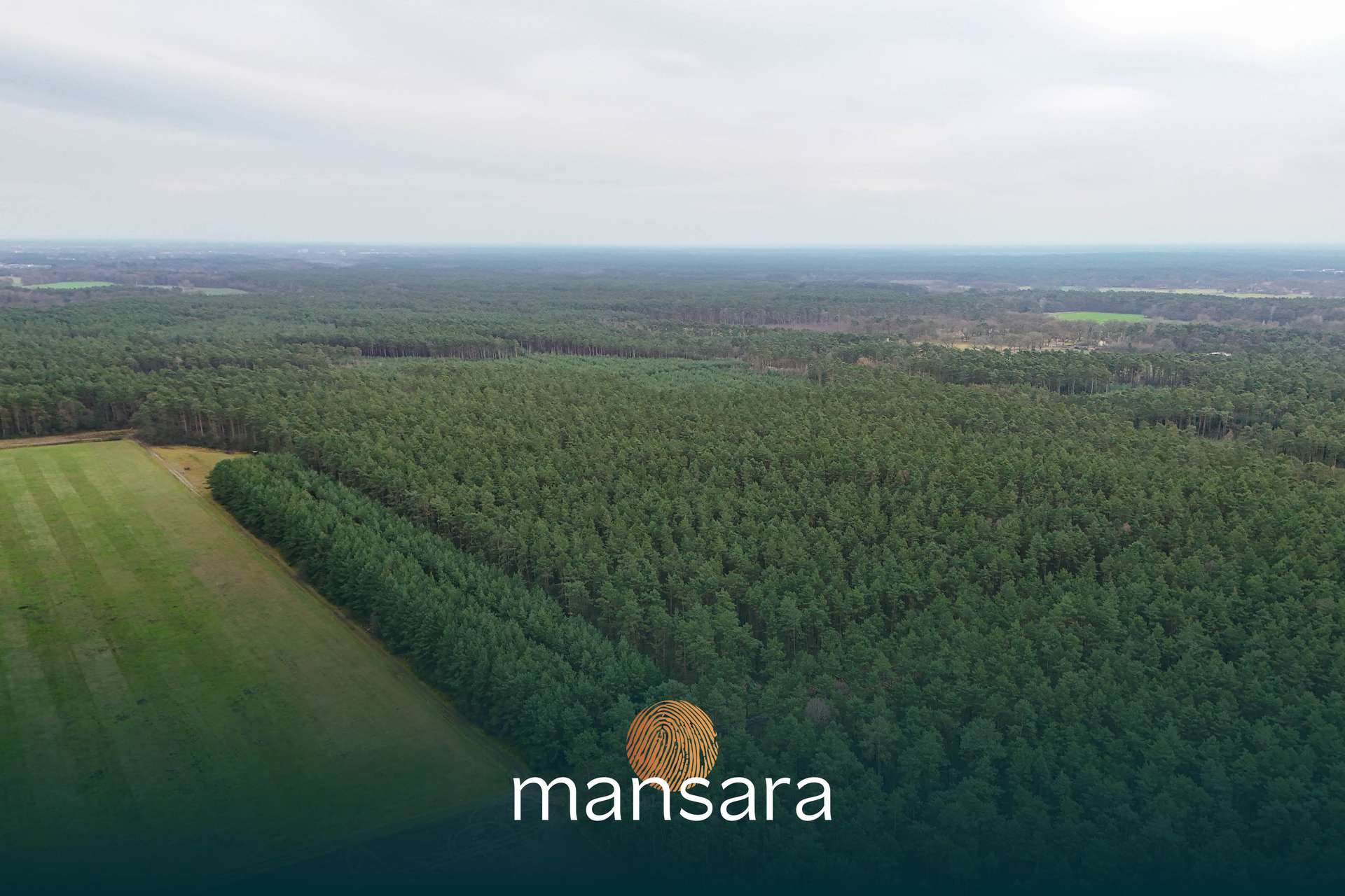 Luftaufnahme eines dichten Kieferwaldes mit angrenzenden Wiesen und sanften Hügeln im Hintergrund.