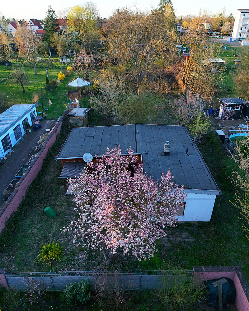 Ein Luftbild eines Hauses mit einem blĂŒhenden Kirschbaum im Garten, umgeben von BĂ€umen und anderen GrundstĂŒcken.